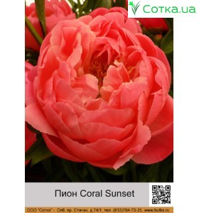 Пион Coral Sunset