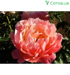 Пион (Paeonia) Coral Supreme