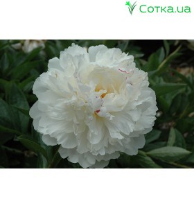Пион (Paeonia) Couronne d'Or
