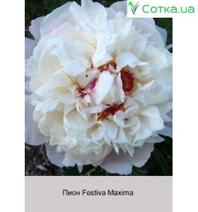 Пион Festiva Maxima
