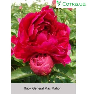 Пион General Mac Mahon