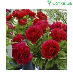 Піон (Paeonia) Henry Bockstoce