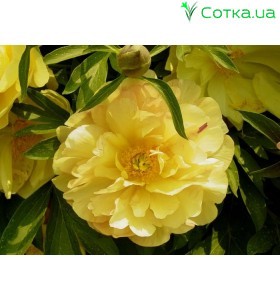 Пион (Paeonia) Itoh Amy Jo