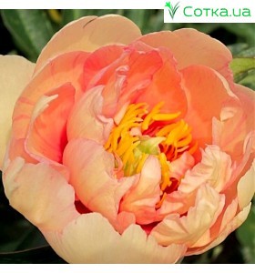 Півонія (Paeonia) Itoh Clouds of Colour