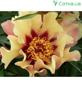 Пион (Paeonia) Itoh Court Jester