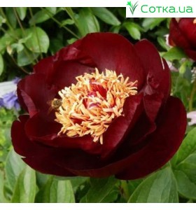 Півонія (Paeonia) Itoh Dark Eyes