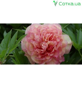 Півонія (Paeonia) Itoh Haleigh's Hallalujah