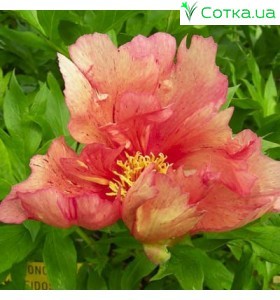 Пион (Paeonia) Itoh Kaleidoscoop