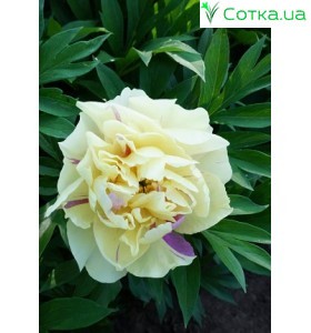 Півонія Itoh Lemon Dream