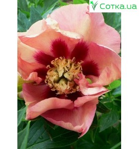 Півонія Itoh Old Rose Dandy