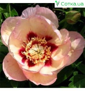 Півонія (Paeonia) Itoh Pastel Splendour