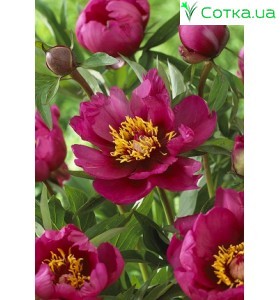 Півонія Itoh Pink Double Dandy