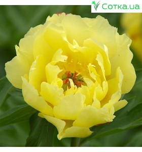 Пион (Paeonia) Itoh Sequestered Sunshine