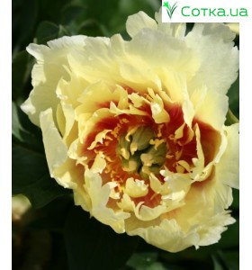 Пион (Paeonia) Itoh Shining Light