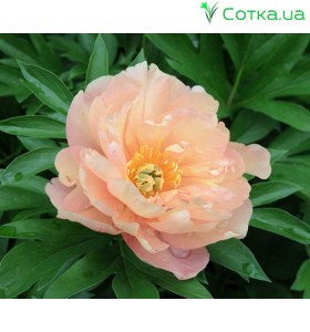 Півонія (Paeonia) Itoh Singing in the Rain