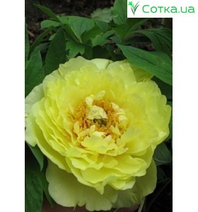 Пион Itoh Yellow Crown
