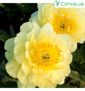 Пион (Paeonia) Itoh Yellow Doodle Dandy