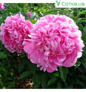 Півонія (Paeonia) Jacorma
