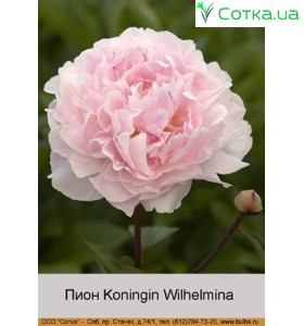 Пион Koningin Wilhelmina