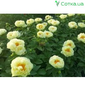 Півонія (Paeonia) Lemon Chiffon