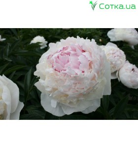 Півонія (Paeonia) Madame de Verneville