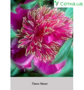 Піон Neon