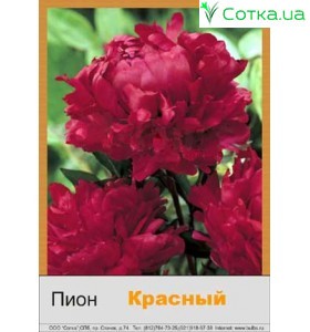 Пион Red