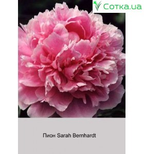 Пион Sarah Bernhardt