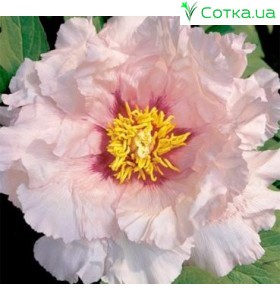 Півонія деревовидна (Paeonia) Suffriticosa Light Pink