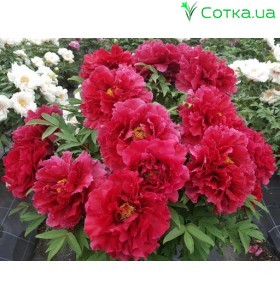 Півонія деревовидна Suffriticosa Red