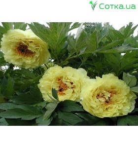 Півонія деревовидна Suffriticosa Yellow