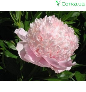 Пион (Paeonia) Sweet 16