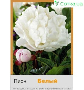 Пион White