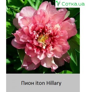 Пион iton Hillary