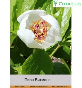 Піон Витмана