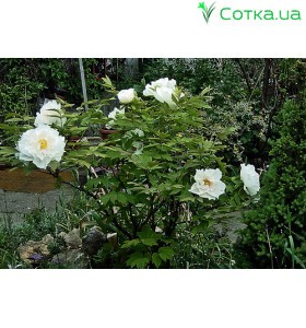 Suffriticosa (tree paeony) белый