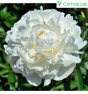 Пион (Paeonia) Alba Plena
