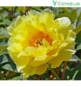 Suffriticosa (tree paeony) жовтий