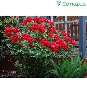 Suffriticosa (tree paeony) червоний 