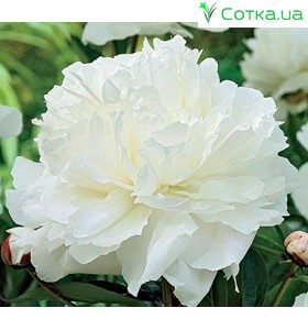 Піон (Paeonia) Double White