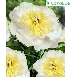 Пион (Paeonia) Gertrude Allen