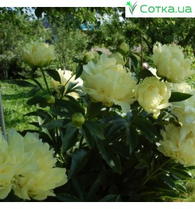 Піон (Paeonia) Gold Mine / Golden Wheel