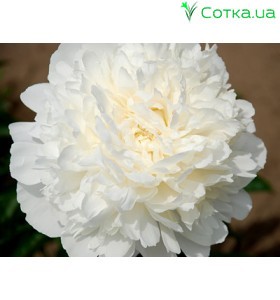 Пион (Paeonia) Henry Sass