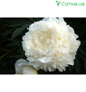 Пион (Paeonia) Ice Berg