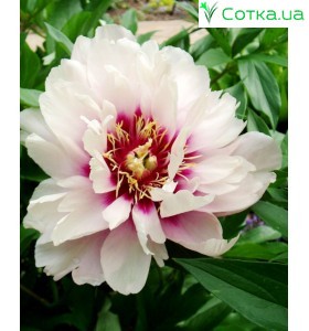Пион (Paeonia) Itoh Cora Louise