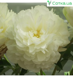 Пион (Paeonia) Ivory Victory