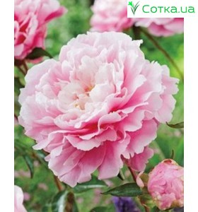 Піон (Paeonia) Morning Kiss®