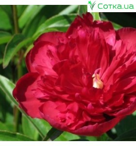 Піон (Paeonia) Wine Red