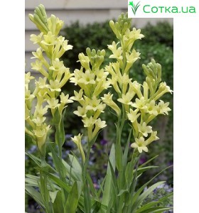 Тубероза (Полиантес) Golden Harvest®
