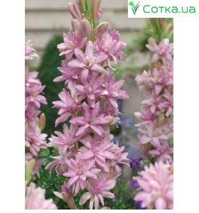 Тубероза (Полиантес)Pink Sapphire®